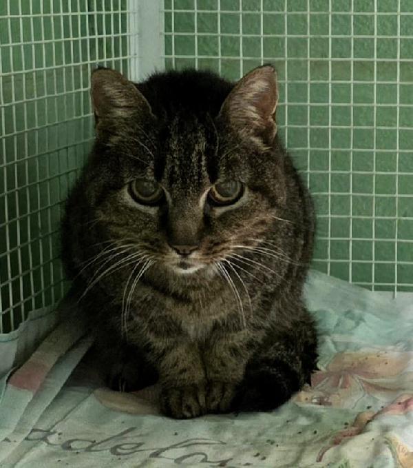 CLEO DOLCE GATTINA Foto 6